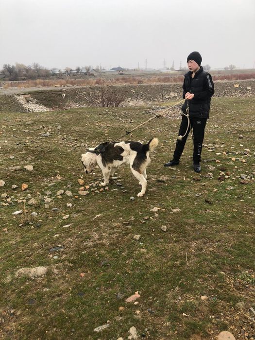 Алабаи ит сатылады