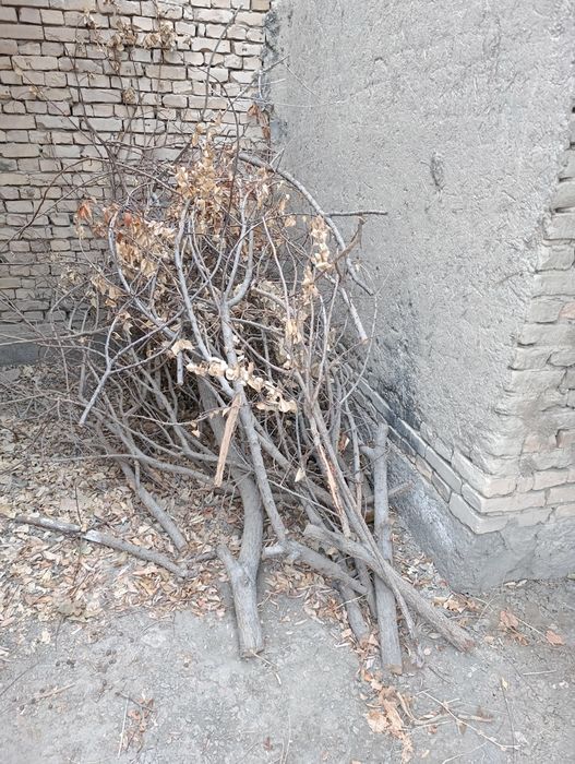 Утин. Сотилади. Келишамиз  нархига