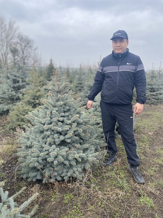 Ель голубая