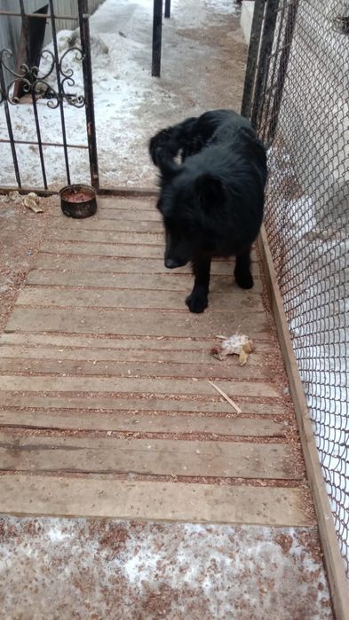 Ищем подругу для вязки