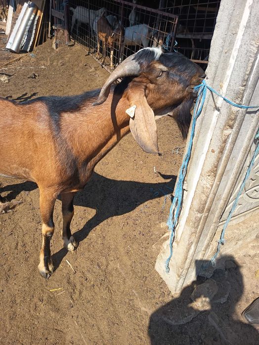 Vând țap anglonubian rasa pura