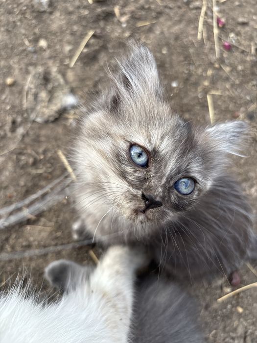 Отдам котят с добрые руки