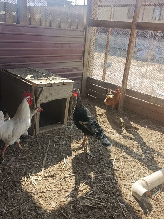 продается индюк по выгодной цене