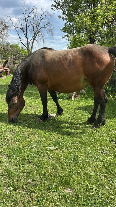 De vanzare doua iepe si un manz
