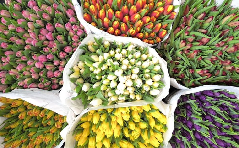 Тюльпаны оптом и в розницу! Центр города!