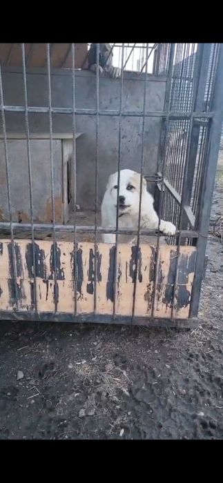 Продам щенок  Алабай.  Хороших кровей.  Будет крупный.  3  месяца щенк