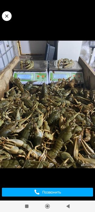 Раки живые раки раки речные