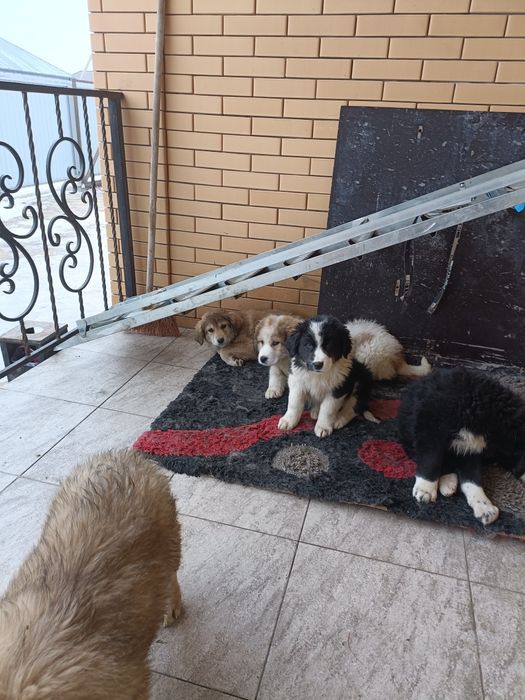 Щенки Төбета волкодавы