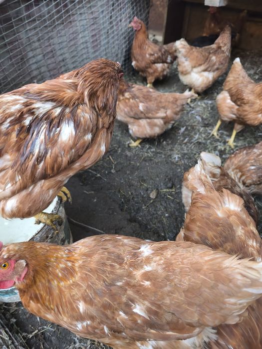 Продам молодых кур Ломанбраун