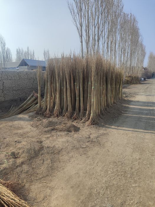 Terak koʻchatlar sotiladi optom narxlarsa