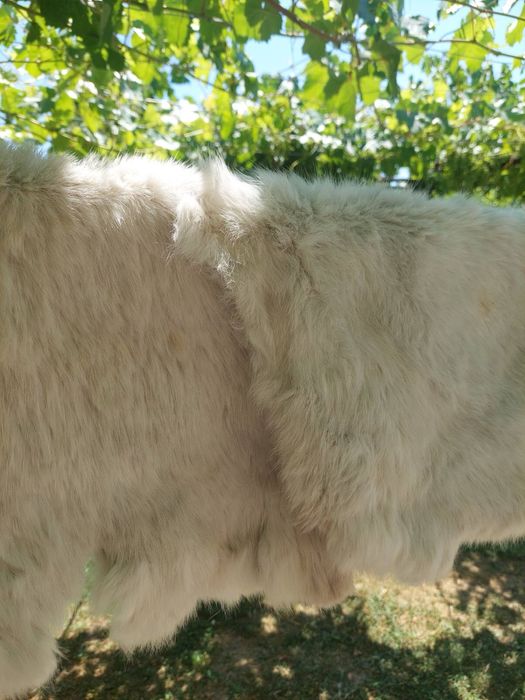 Заешки кожи обработени