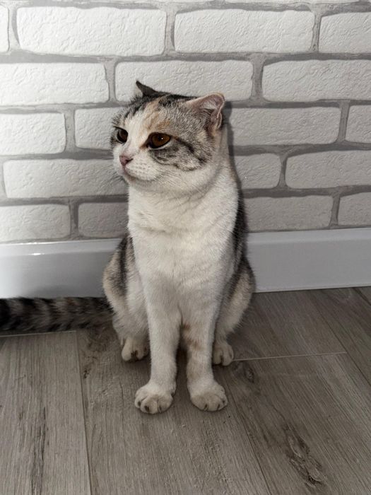 Британская вислоухая