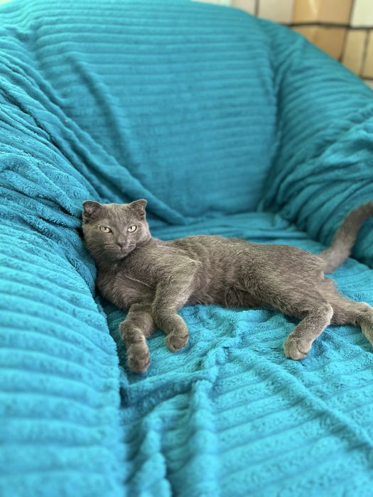 Продаю британец короткошерст  кошку