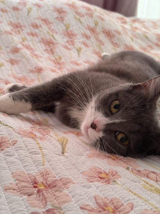 Шотландская прямоухая кошка