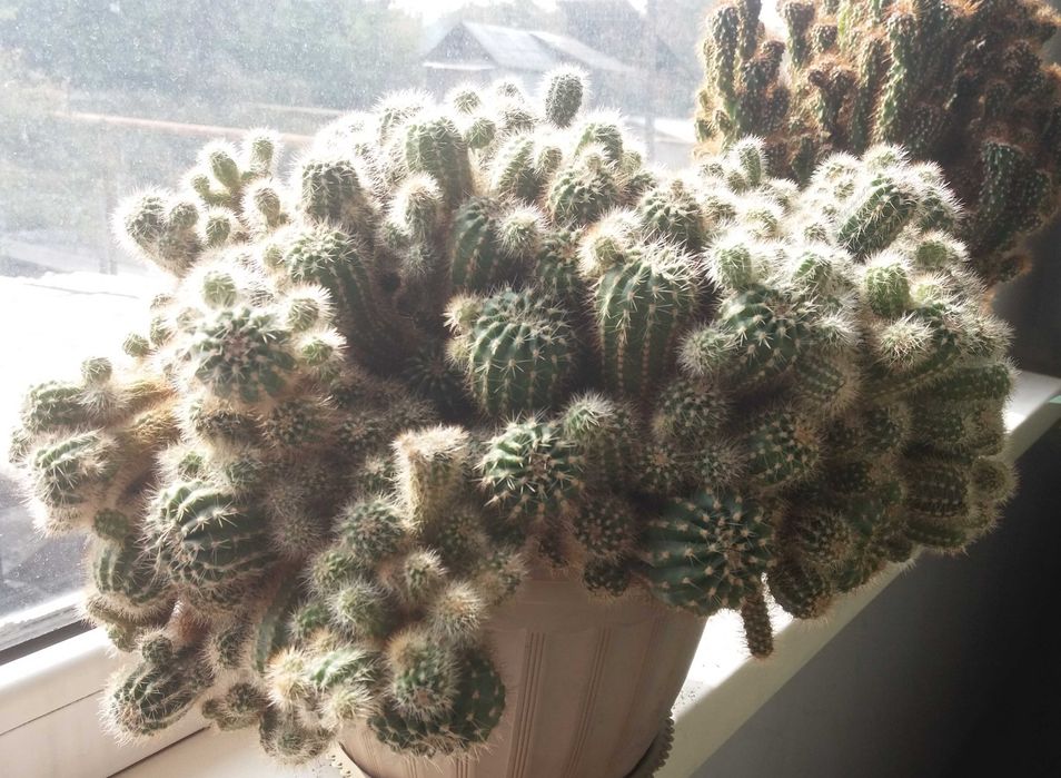 комнатные растения