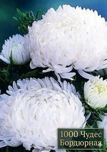 Предзаказ: Рассада астр — На май