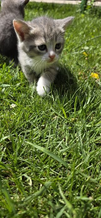 Продам котят,недорого!