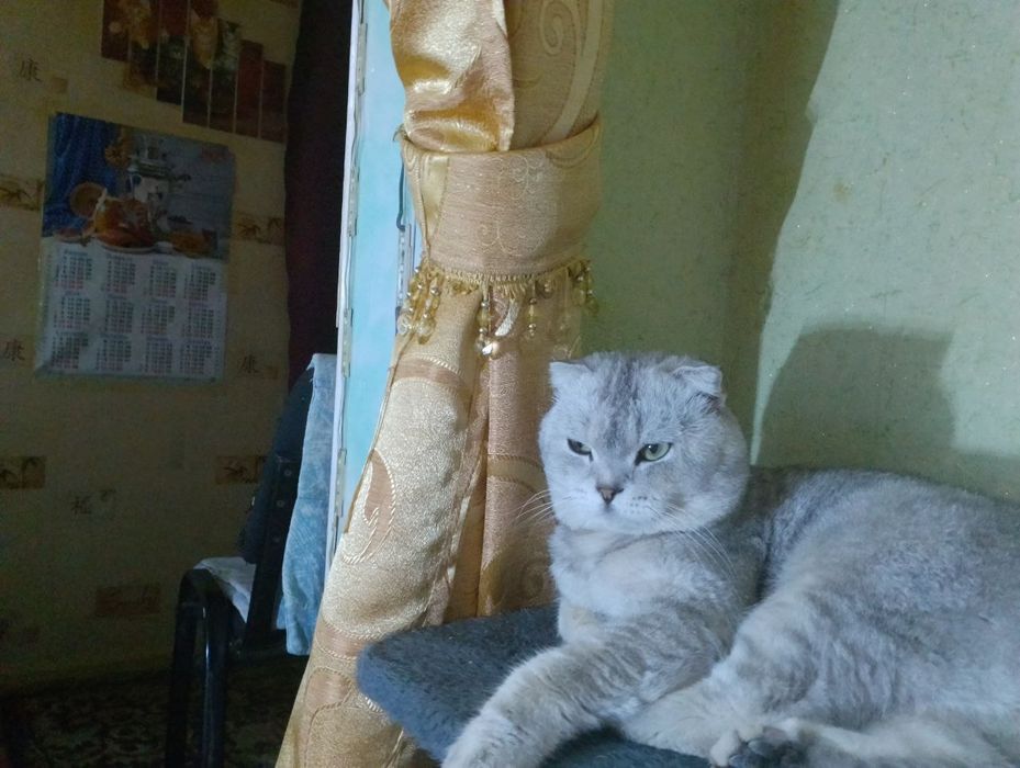 Кот Филип вязка .