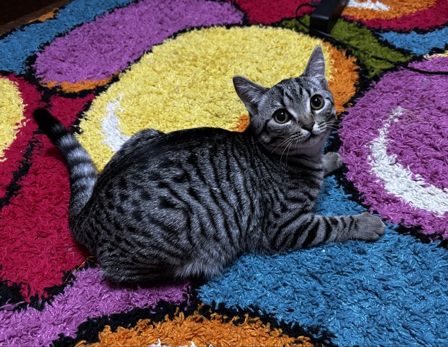 Котёнок мальчик ищет дом