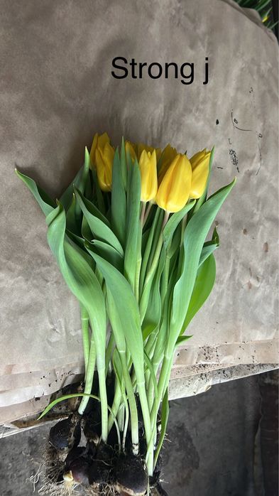 Тюльпаны только оптом