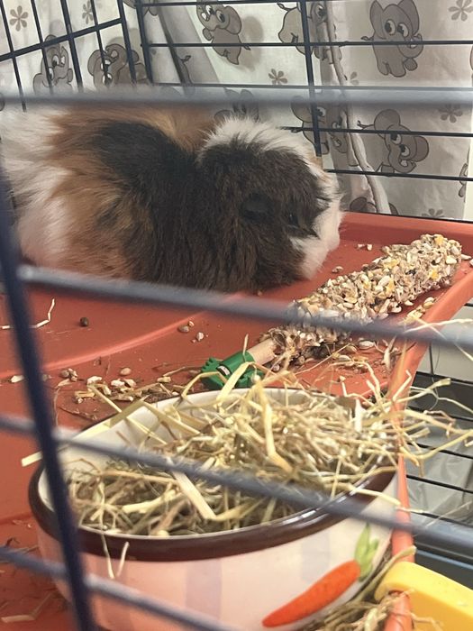 Двуетажна клетка за гризачи (Морско свинче, чинчила)