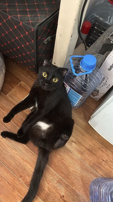 Кот в добрые руки