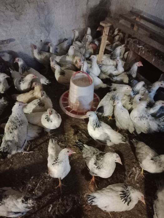 Куры малодка Адлер Серебристый.