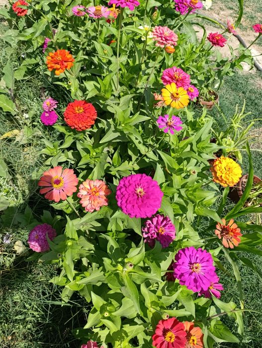 Уруғлар гул ва мачалка Семена Мачалки и цветов