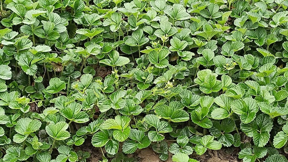 Кулпынай кошет. Дикий виноград