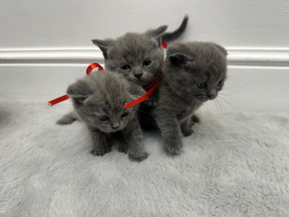 Котята Скотиш Фолд Милые шотланские плюшевые