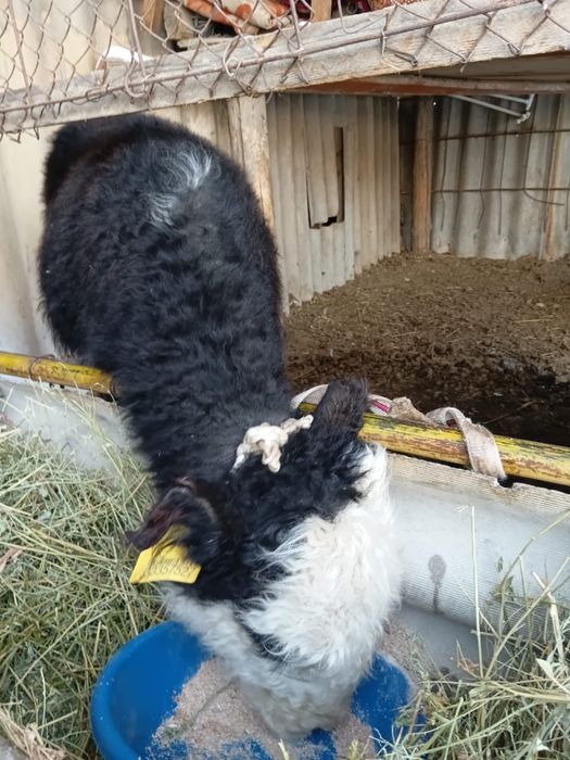 Бұқа сатылады. Продам бычка.