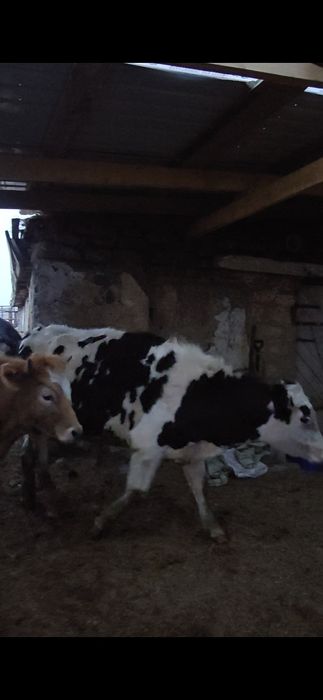 Были Голштины 1,5 года