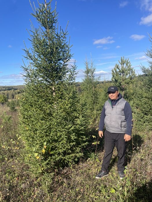 Ели сибриские