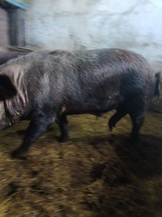 Продам хряка 10 месяцев