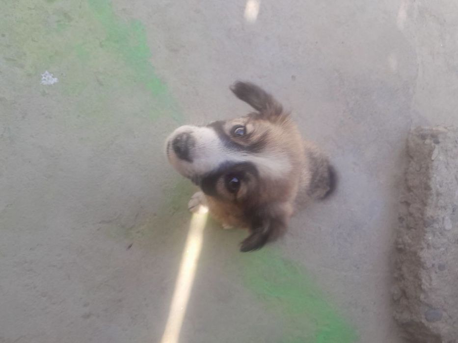 Красивые кутята , очень симпатичные