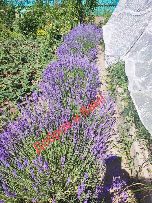 Букетики из сухосветов Лаванды