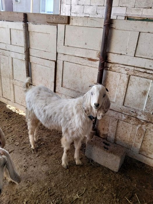 Теке ешкі қашярғанға козёл на вязку