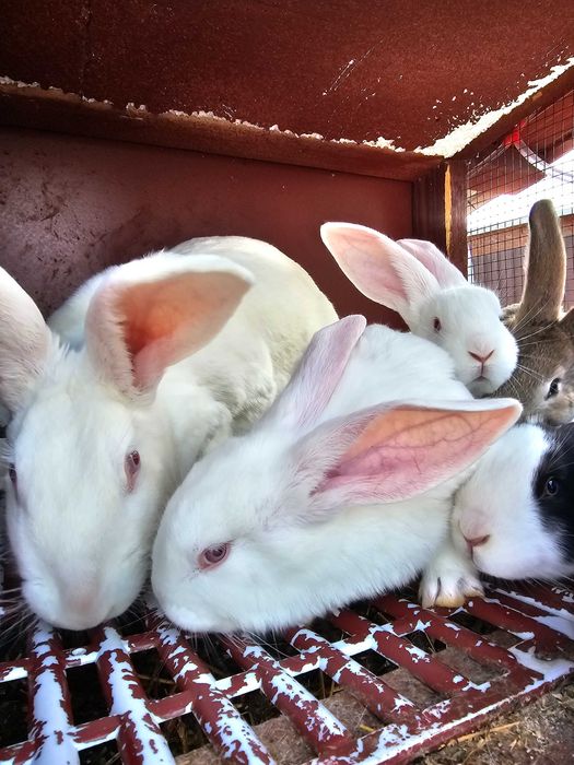 Iepurași de vanzare