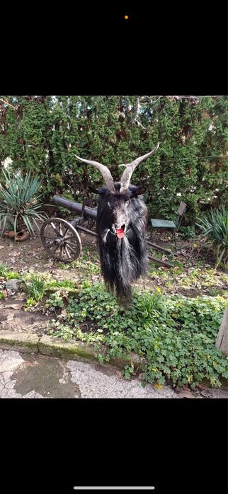 Кукерски маски пръчове