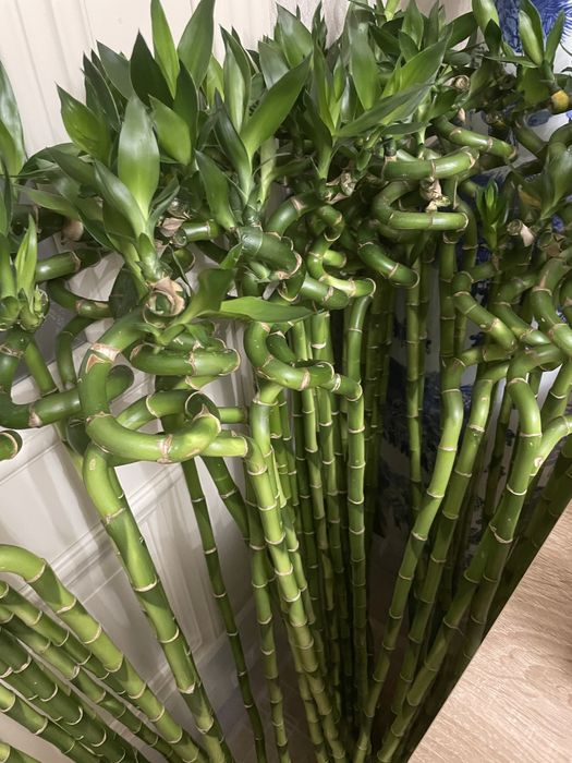 Бамбук денежный на воде