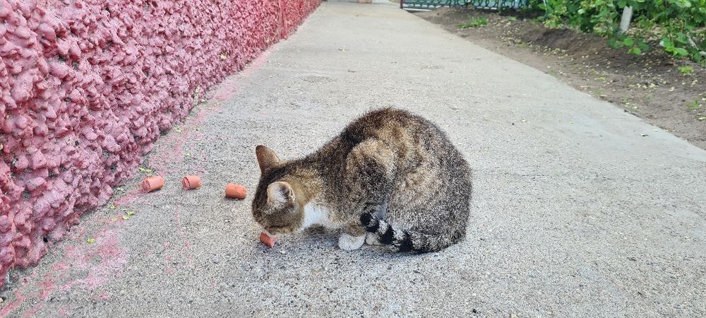 Отдам кошечек в добрые руки