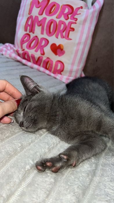 Котёнок-мальчик ищет добрый дом