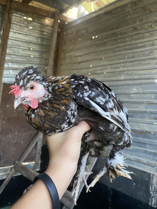 Продам карликовых курей