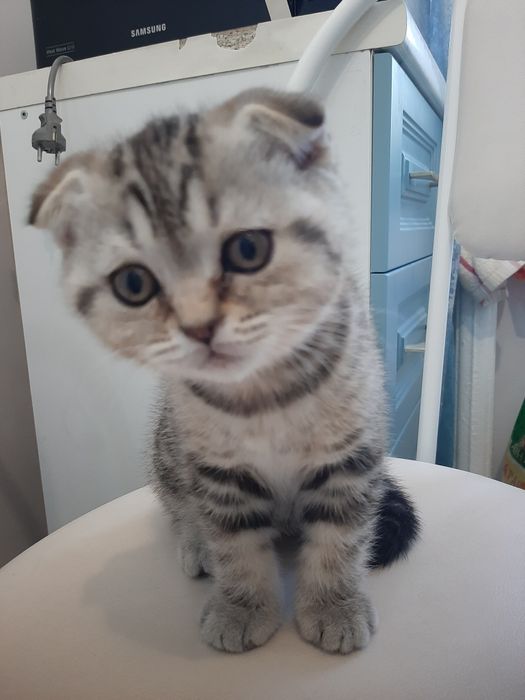 Котята шотландской породы