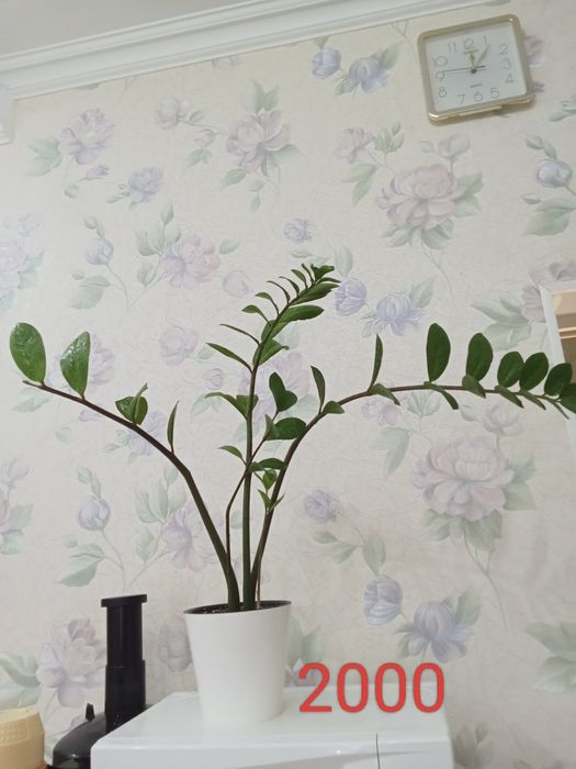 үй гүлдерін сатамын