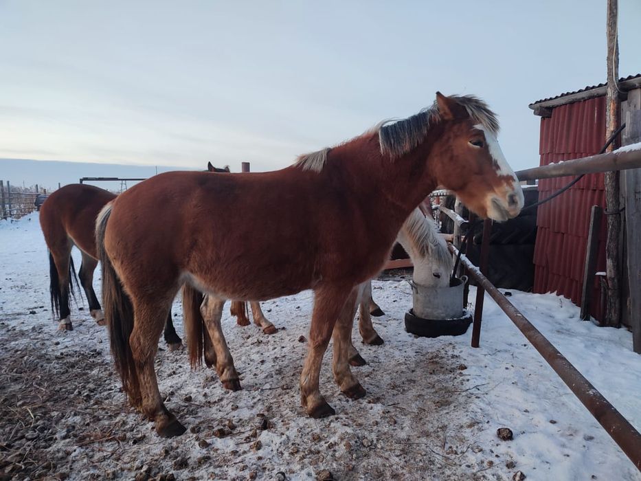 Продам двух кабыл
