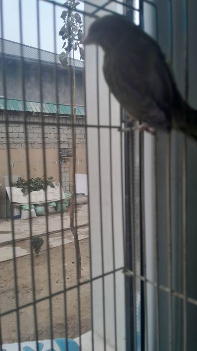 Kanareyaka ziloniy nar yaritsa qib yotibdi sayrogʻi bor odiy chakeqush