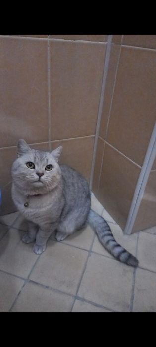 Продаётся кот шиншилла