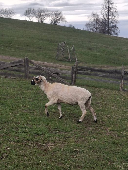 Vând Berbec Breaz 2 ani