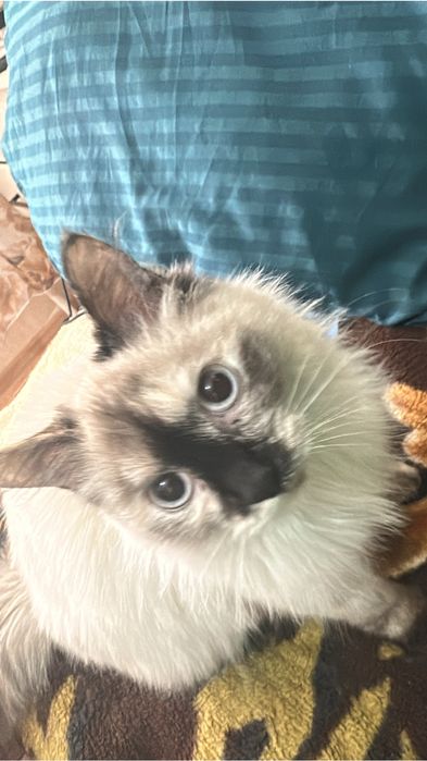 Отдам кошку Бесплатно